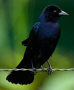 Shiny Cowbird