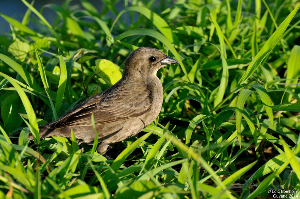 Shiny Cowbird