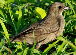 Shiny Cowbird