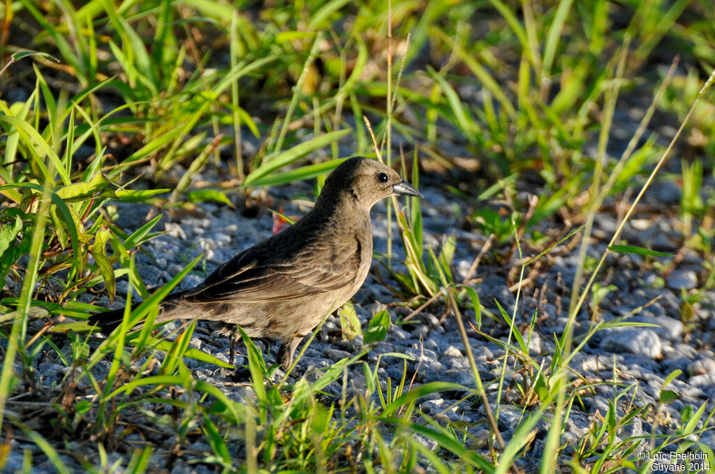 Shiny Cowbird