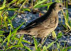 Shiny Cowbird