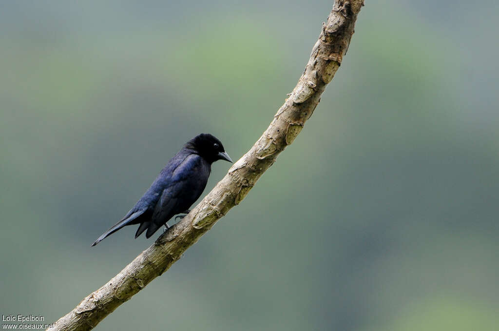 Shiny Cowbird male adult, pigmentation, Behaviour