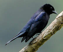 Shiny Cowbird