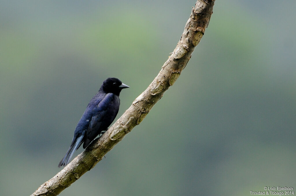 Shiny Cowbird