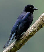 Shiny Cowbird