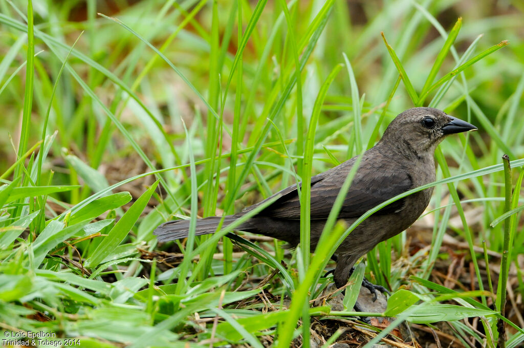 Shiny Cowbird