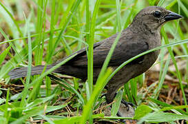 Shiny Cowbird