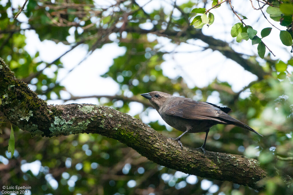 Shiny Cowbird