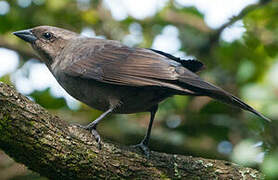 Shiny Cowbird