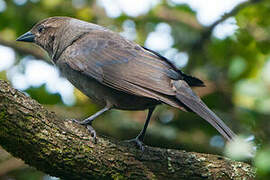 Shiny Cowbird