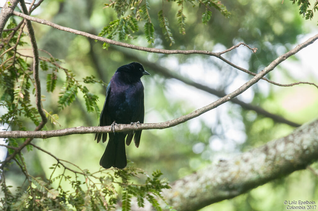 Shiny Cowbird