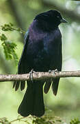 Shiny Cowbird