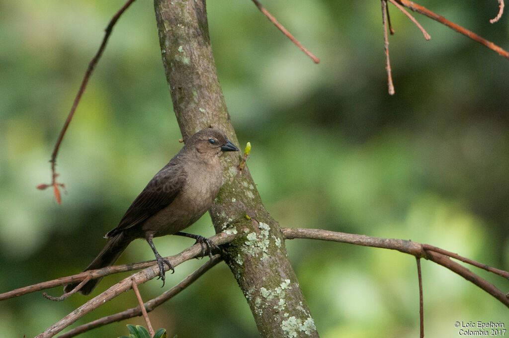 Shiny Cowbird