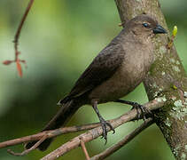 Shiny Cowbird