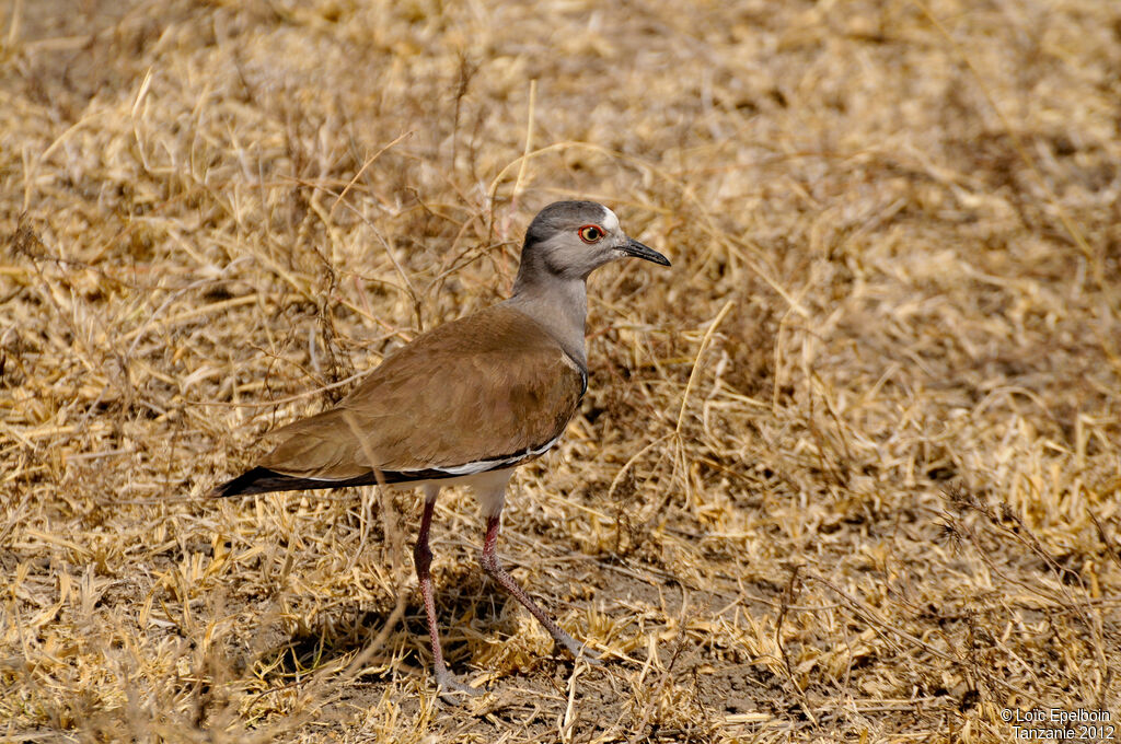 Black-winged Lapwing