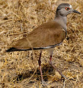 Black-winged Lapwing