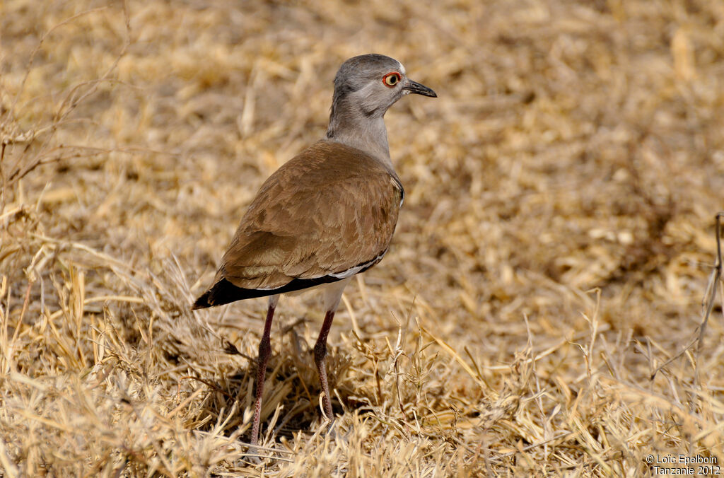 Black-winged Lapwing