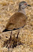 Black-winged Lapwing