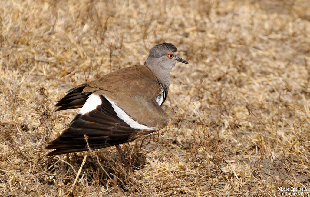 Black-winged Lapwing