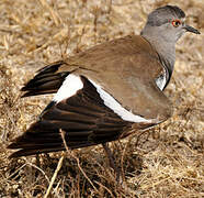 Black-winged Lapwing