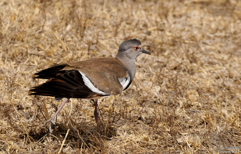 Vanneau à ailes noires