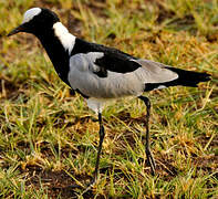 Blacksmith Lapwing