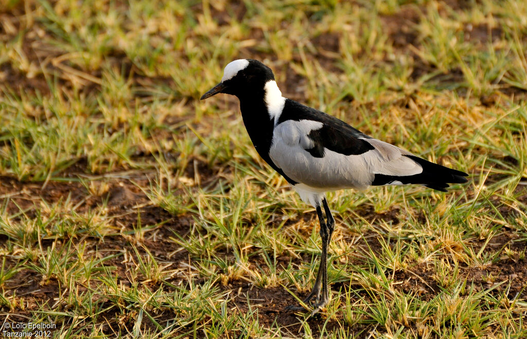 Blacksmith Lapwing