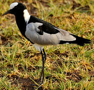 Blacksmith Lapwing