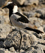 Blacksmith Lapwing