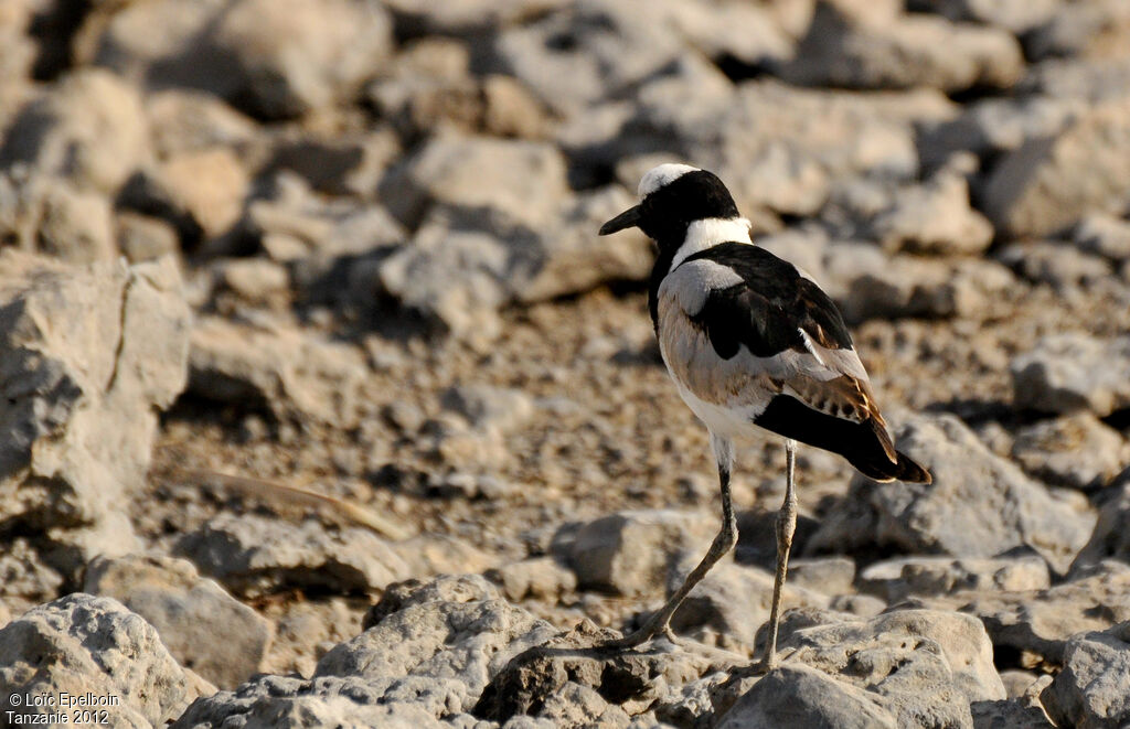 Blacksmith Lapwing