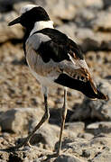 Blacksmith Lapwing