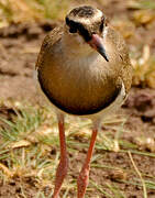 Crowned Lapwing