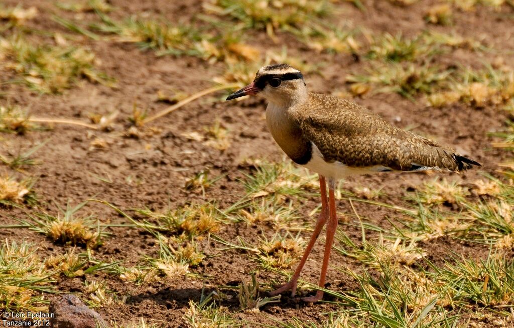 Crowned Lapwing