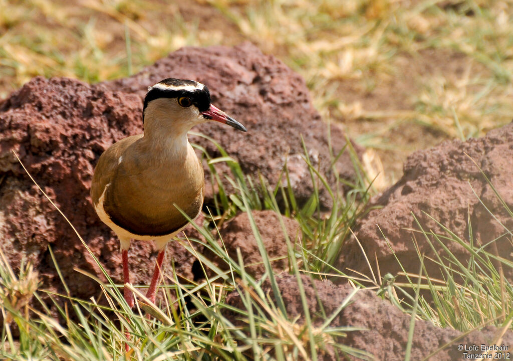 Crowned Lapwing