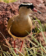 Crowned Lapwing