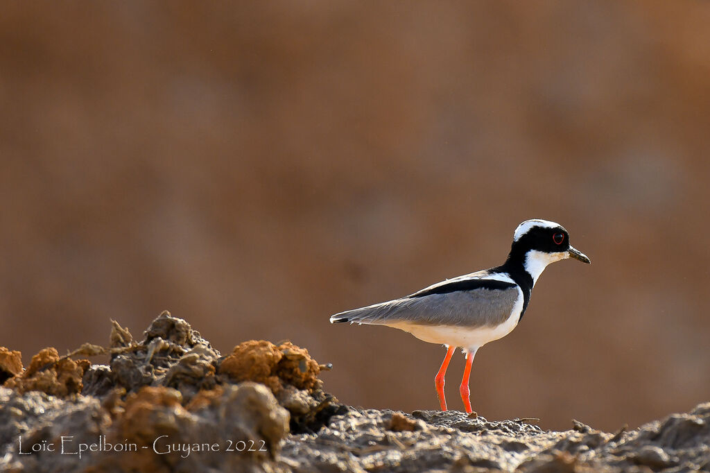 Pied Plover