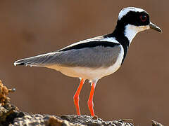 Pied Plover