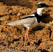 Pied Plover