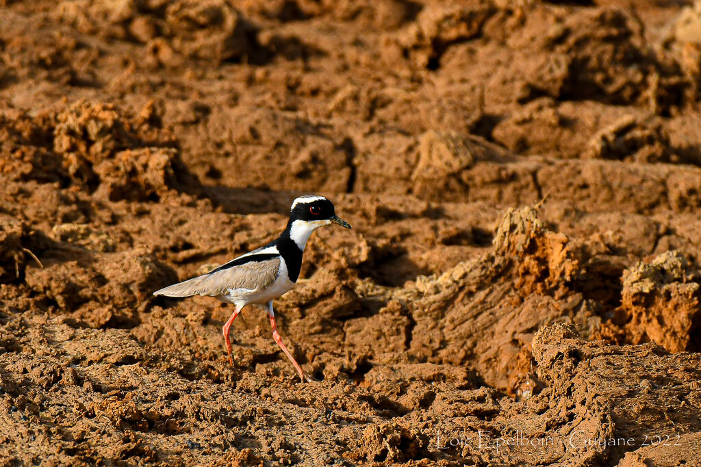 Pied Plover