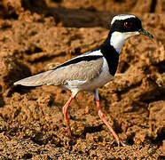 Pied Plover