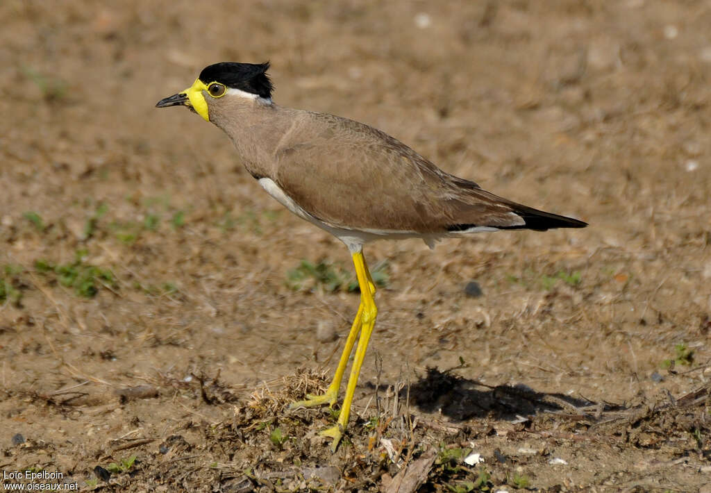 Yellow-wattled Lapwing