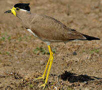 Yellow-wattled Lapwing