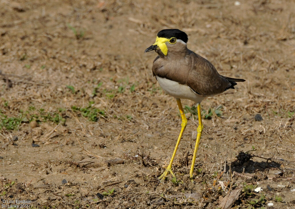 Yellow-wattled Lapwing