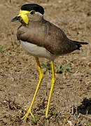 Yellow-wattled Lapwing