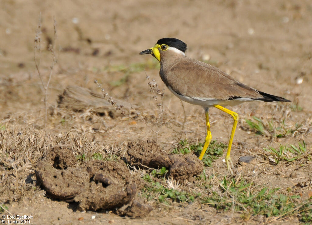 Yellow-wattled Lapwing