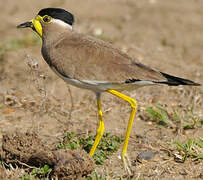 Yellow-wattled Lapwing