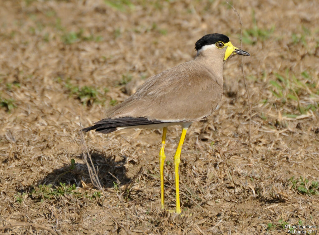 Yellow-wattled Lapwing