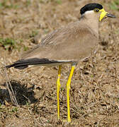 Yellow-wattled Lapwing