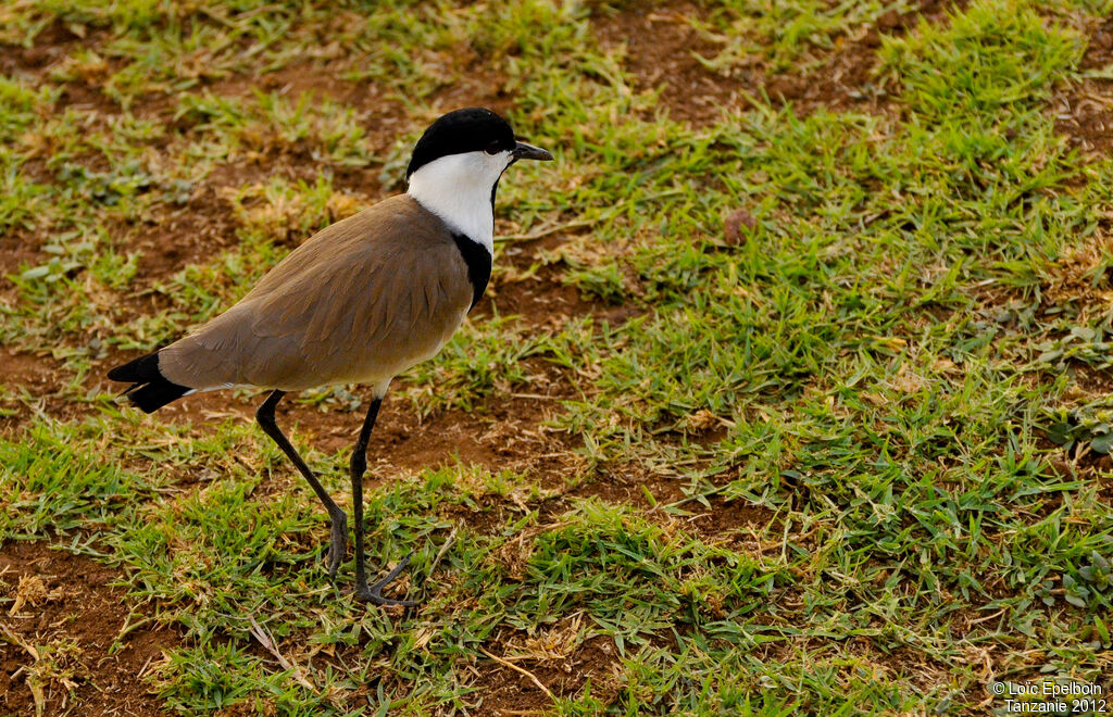 Spur-winged Lapwing