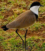 Spur-winged Lapwing